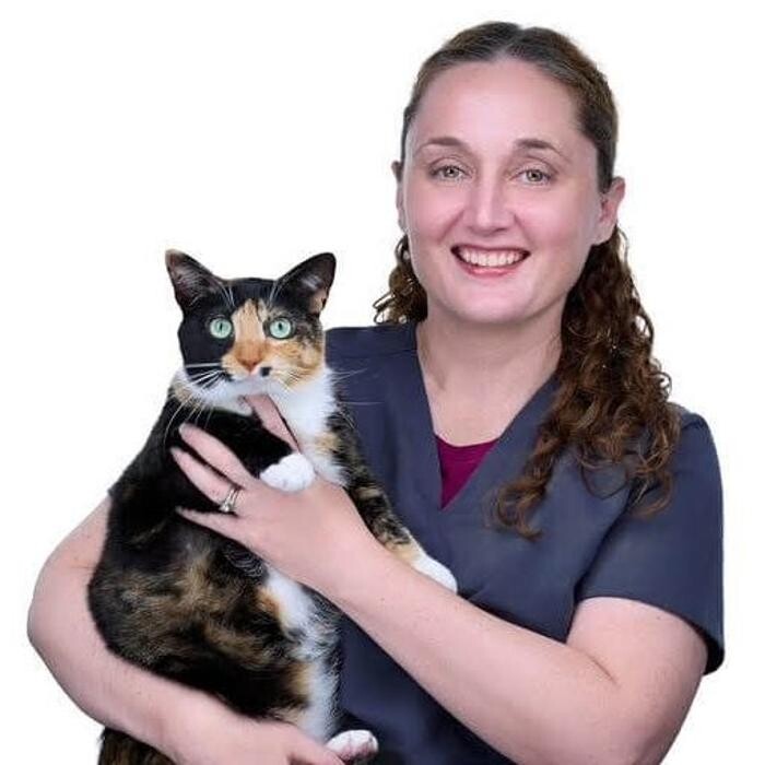 Images Main Line Feline Veterinary Clinic