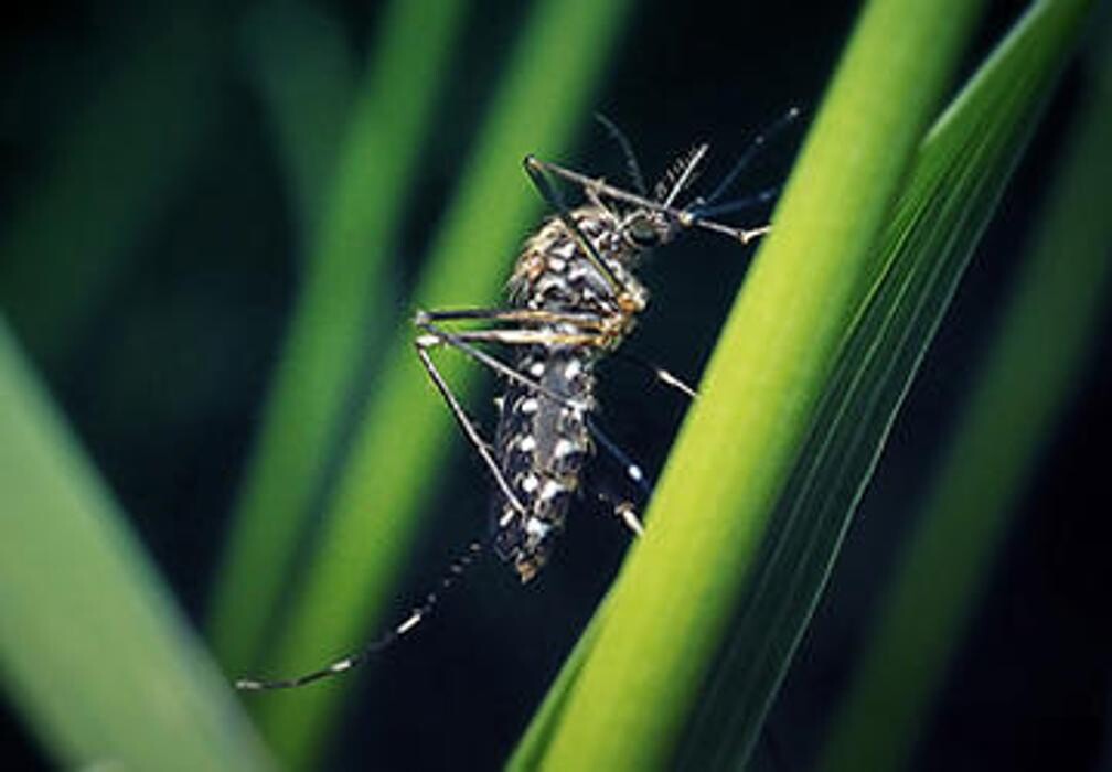 Images OPC Pest Services - Northern Kentucky