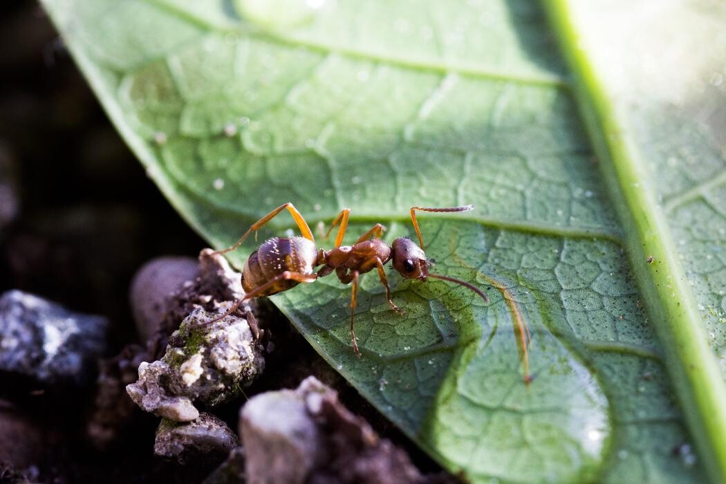 Images OPC Pest Services - Northern Kentucky