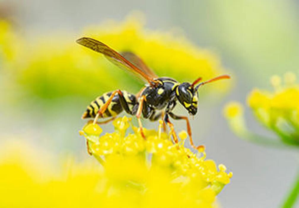 Images OPC Pest Services - Northern Kentucky