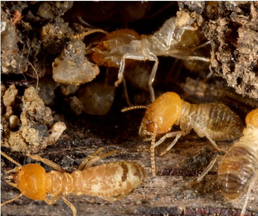 Images OPC Pest Services - Southern IN