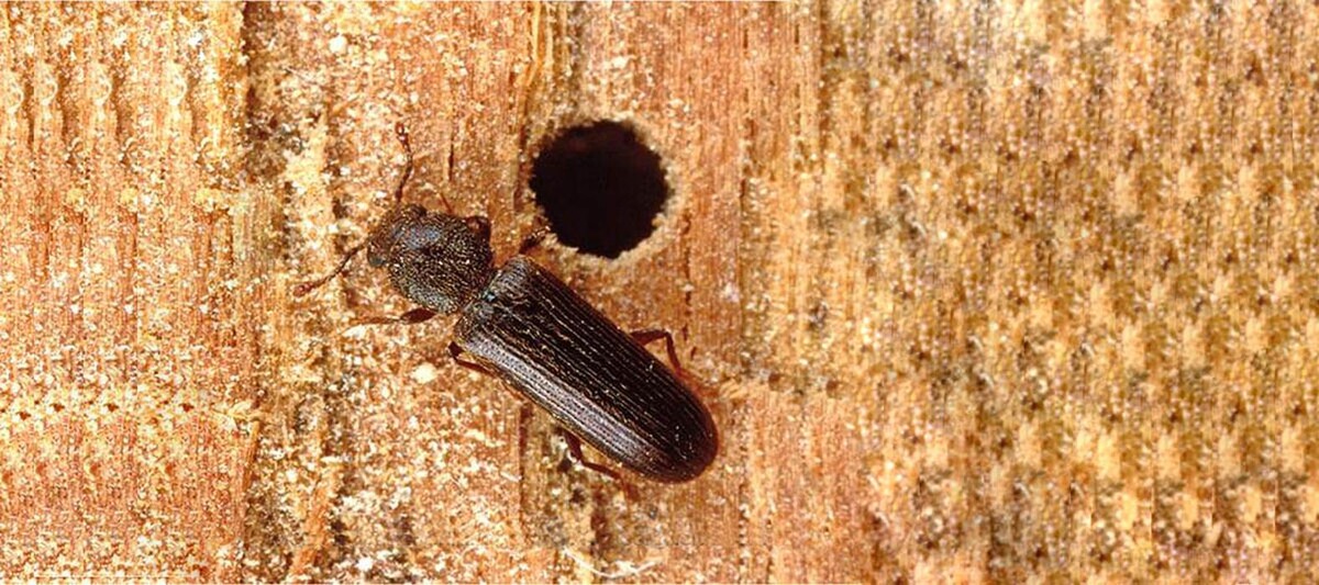 Images OPC Pest Services - Southern IN