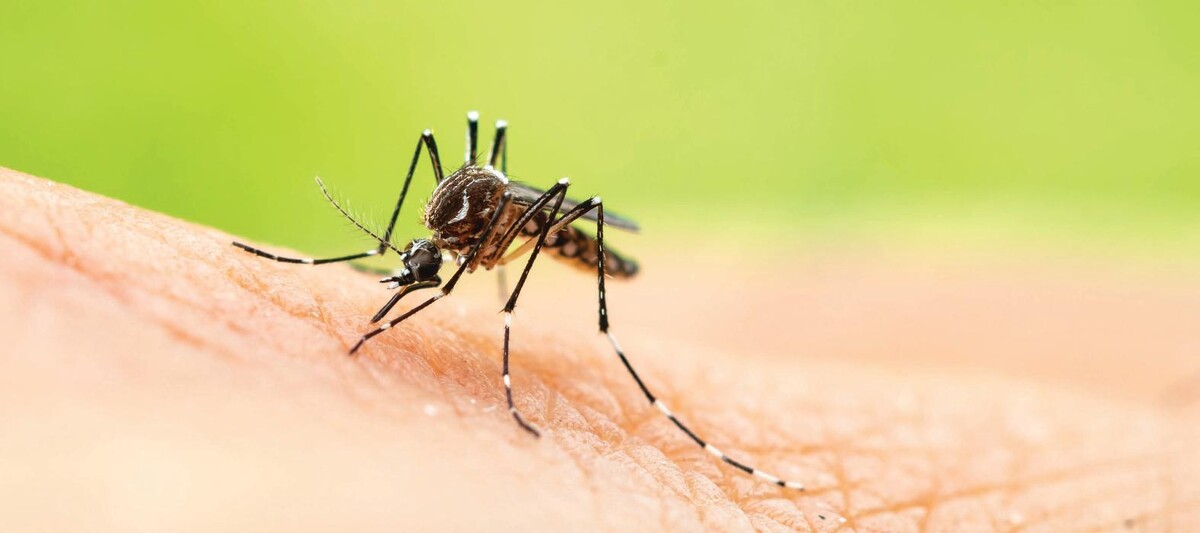 Images OPC Pest Services - Southern IN