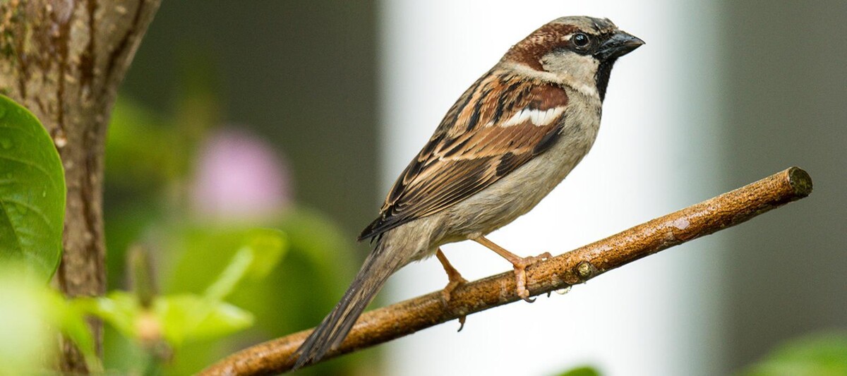 Images OPC Pest Services - Bardstown