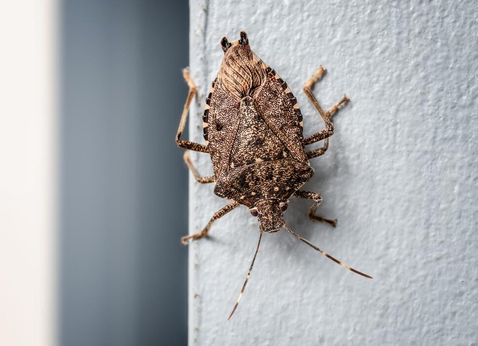 Images OPC Pest Services - Bardstown