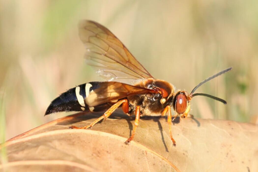 Images OPC Pest Services - Bardstown