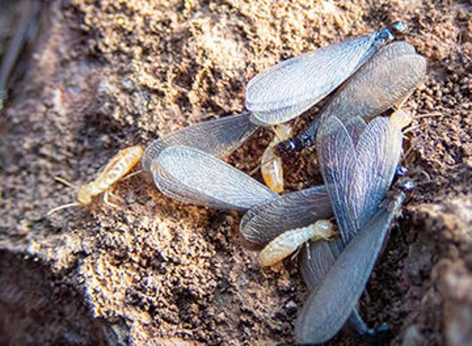 Images OPC Pest Services - Lake Barrington (Schopen)