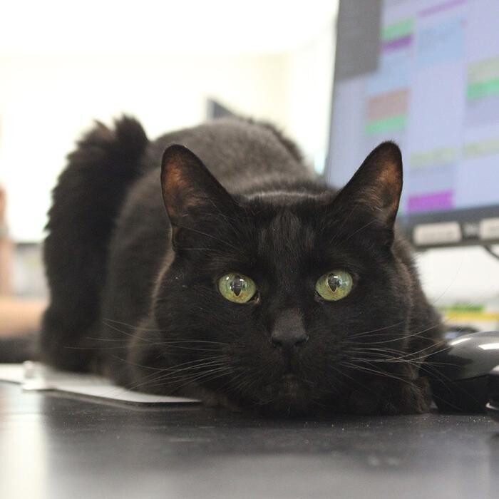 Images Omaha Vets Group