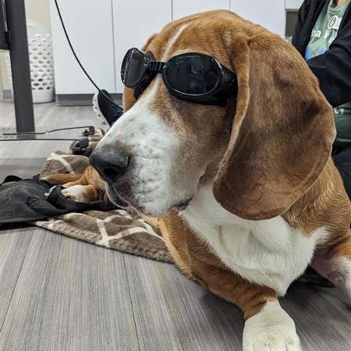 Images Omaha Vets Group