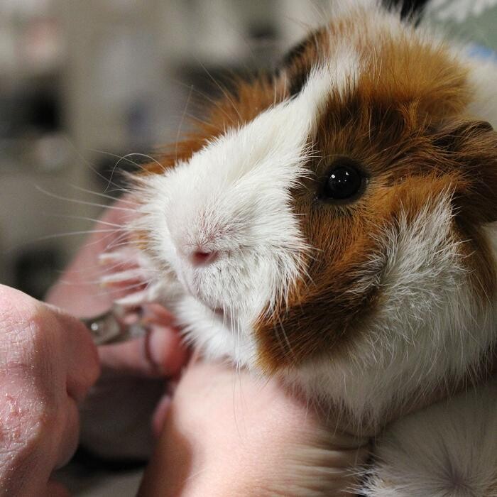 Images Omaha Vets Group