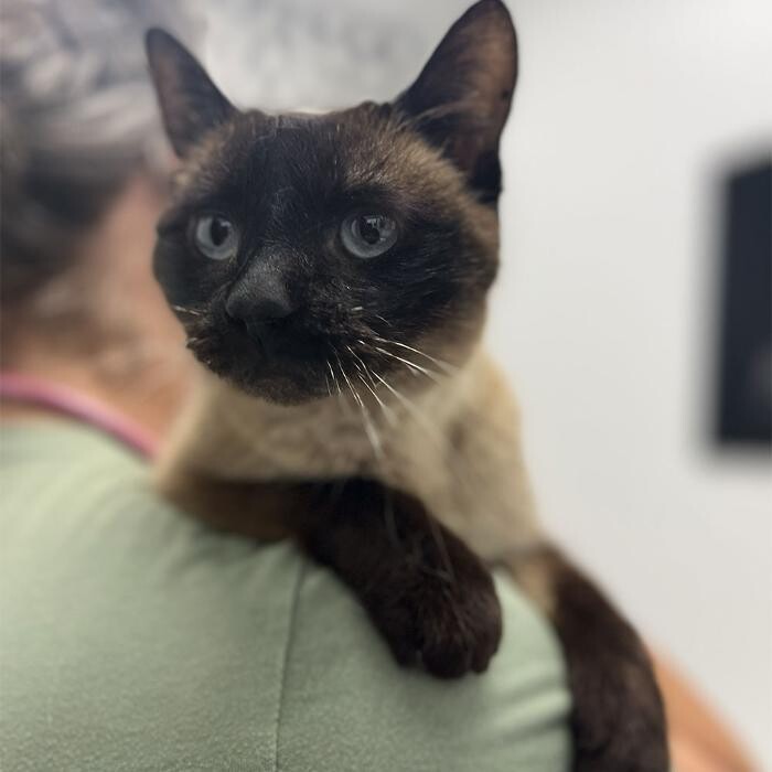 Images Omaha Vets Group