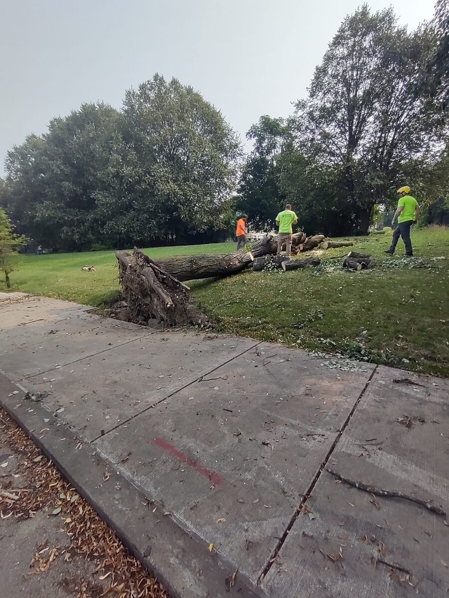 Images Gary & Sons Tree Service LLC