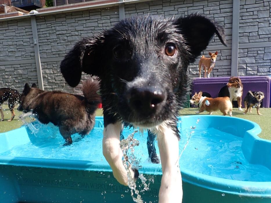 Images Tucker Pup's Pet Resort