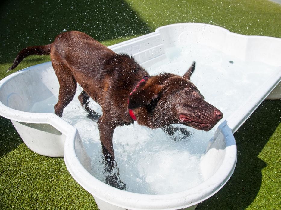 Images Tucker Pup's Pet Resort