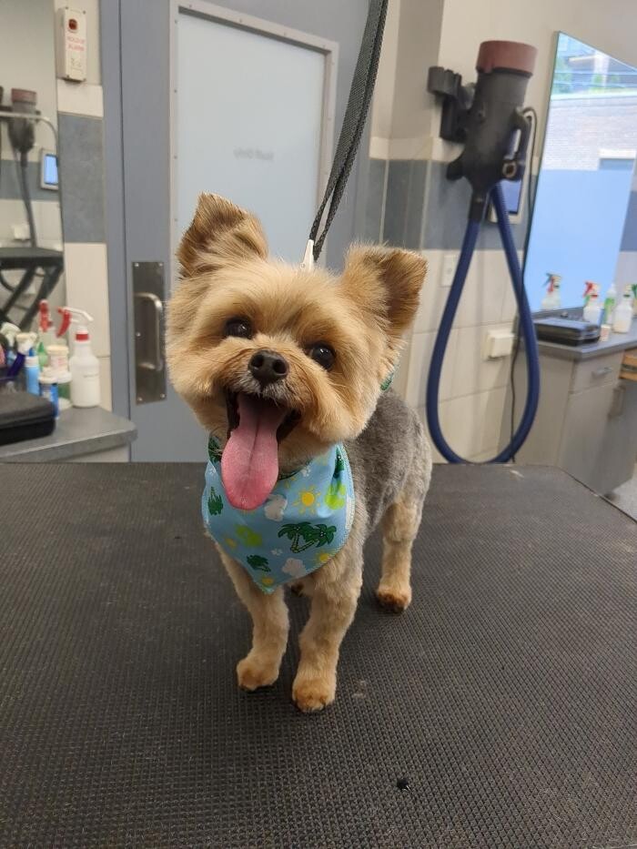 Images Tucker Pup's Pet Resort