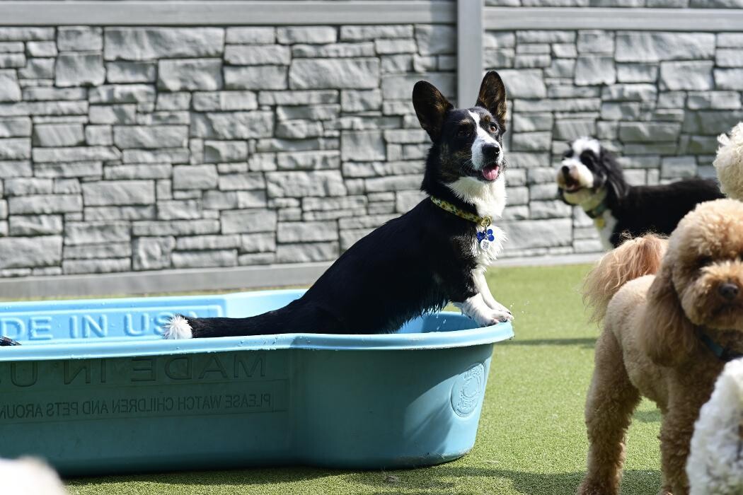 Images Tucker Pup's Pet Resort