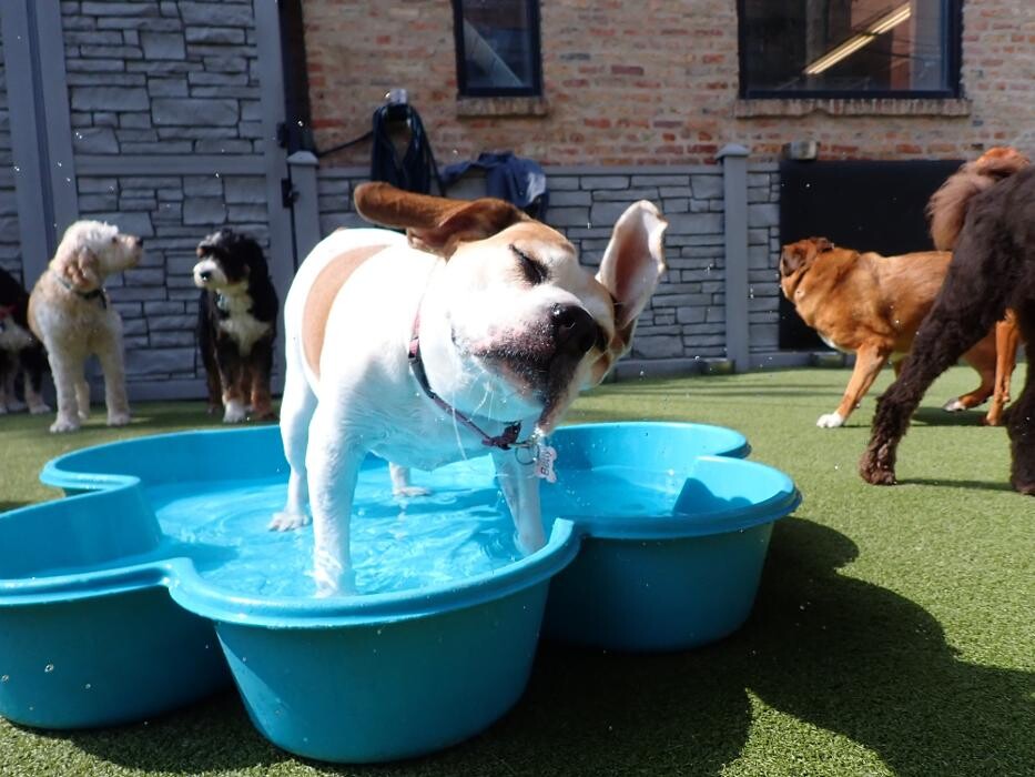 Images Tucker Pup's Pet Resort