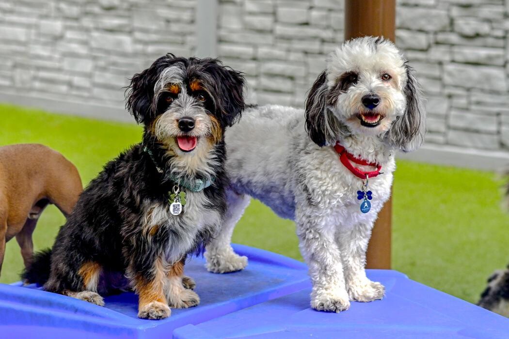 Images Tucker Pup's Pet Resort