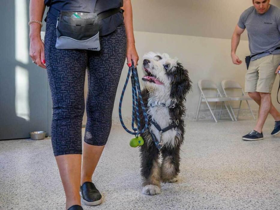 Images Tucker Pup's Pet Resort