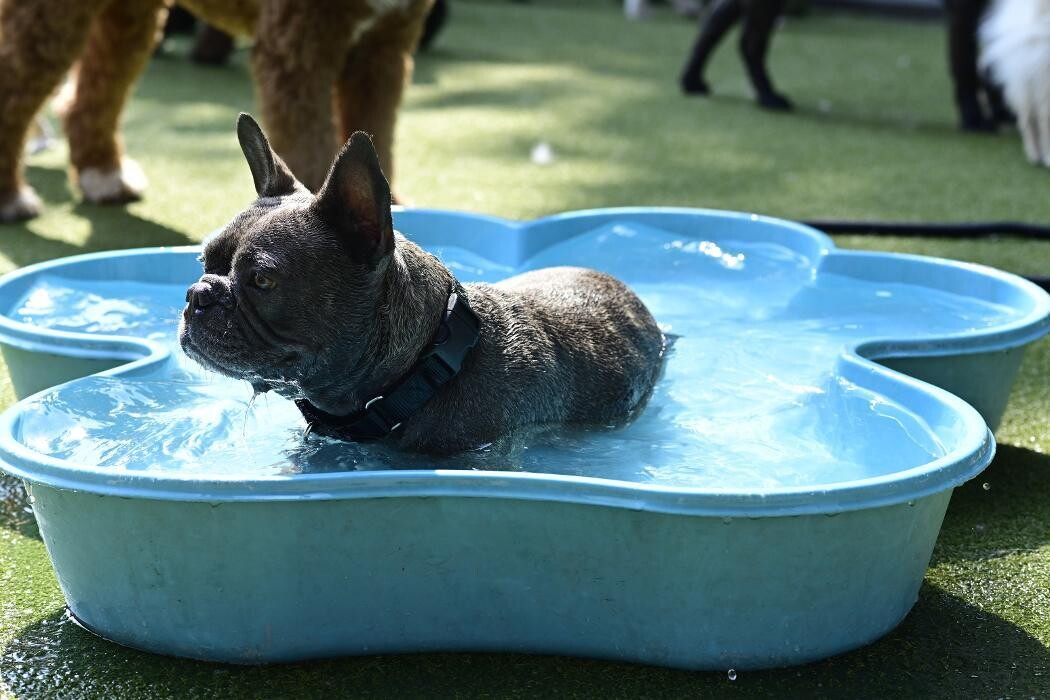 Images Tucker Pup's Pet Resort