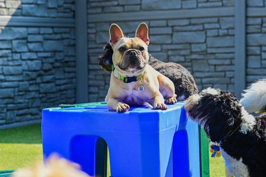 Images Tucker Pup's Pet Resort