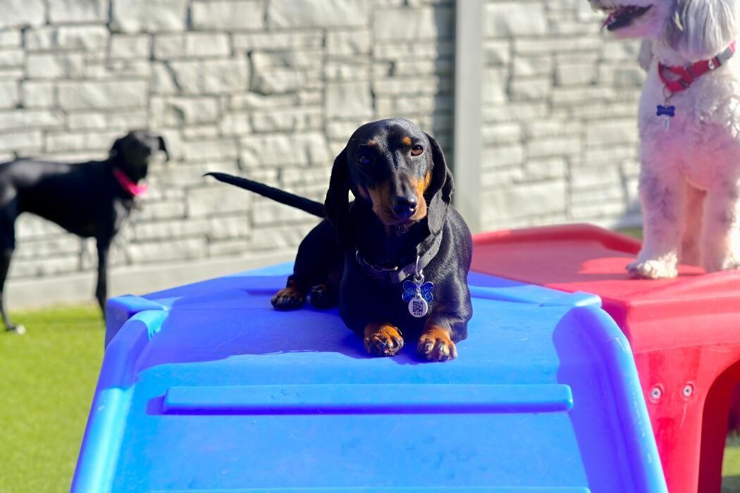 Images Tucker Pup's Pet Resort