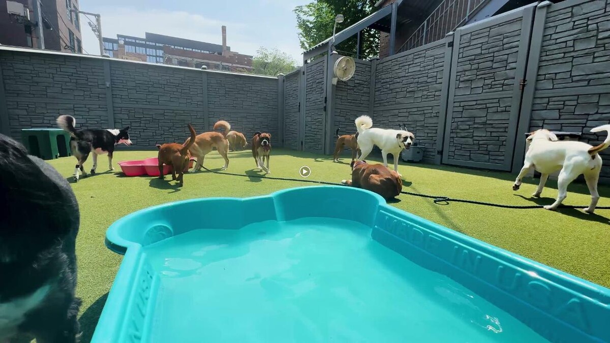 Images Tucker Pup's Pet Resort