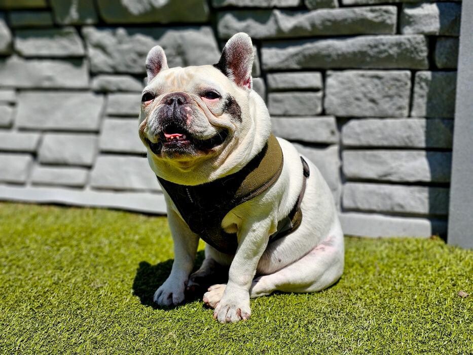 Images Tucker Pup's Pet Resort