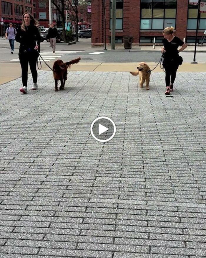 Images Tucker Pup's Pet Resort