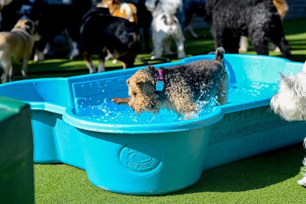 Images Tucker Pup's Pet Resort