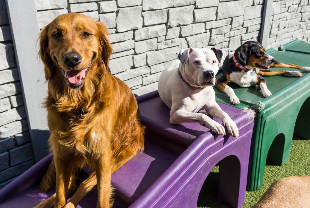 Images Tucker Pup's Pet Resort