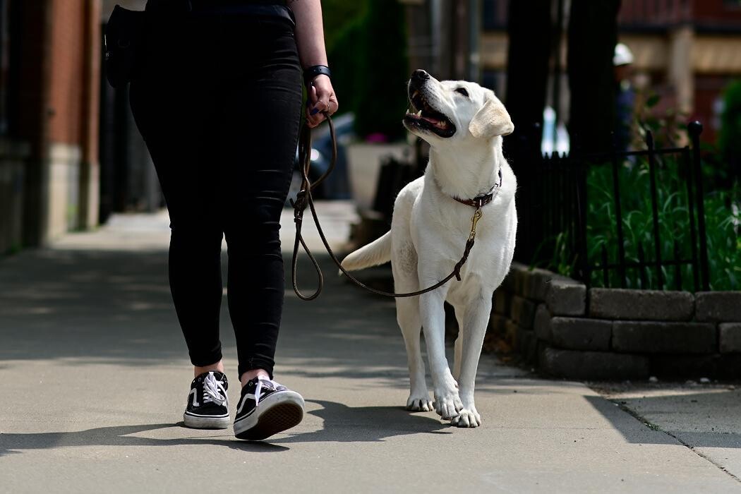 Images Tucker Pup's Pet Resort