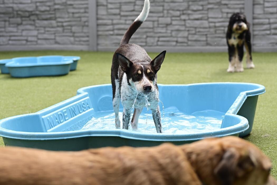 Images Tucker Pup's Pet Resort