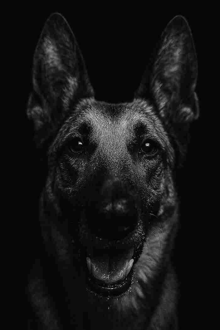 Images K9 Actual Training Co LLC