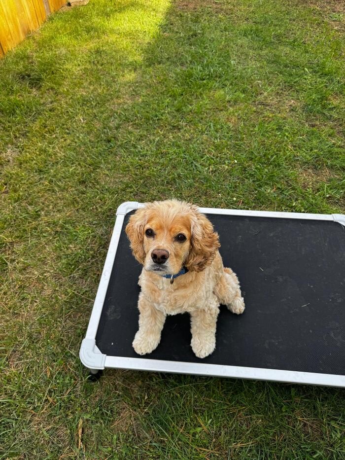 Images K9 Actual Training Co LLC