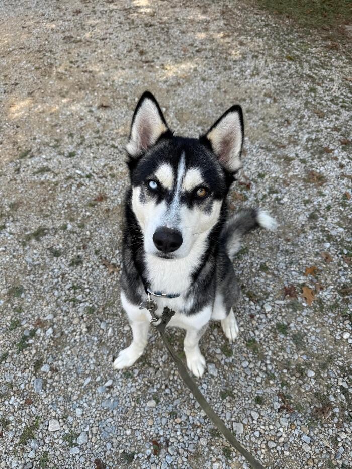 Images K9 Actual Training Co LLC