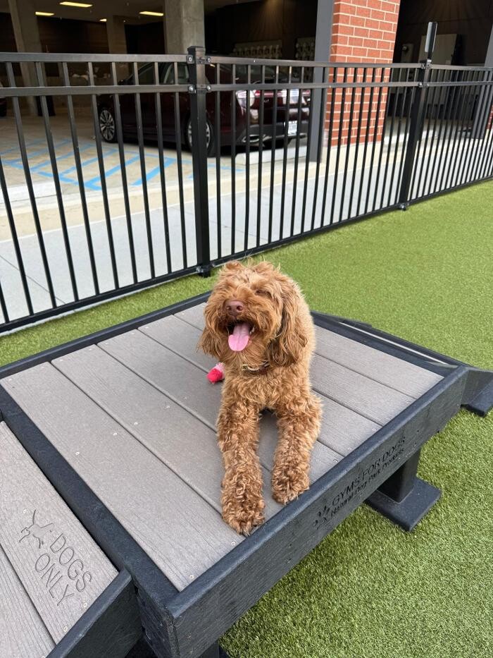 Images K9 Actual Training Co LLC