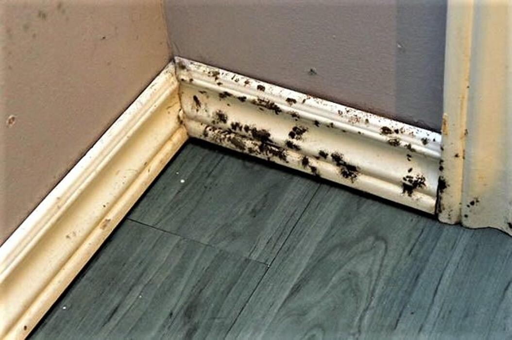 Images Behind The Scenes Home Inspections