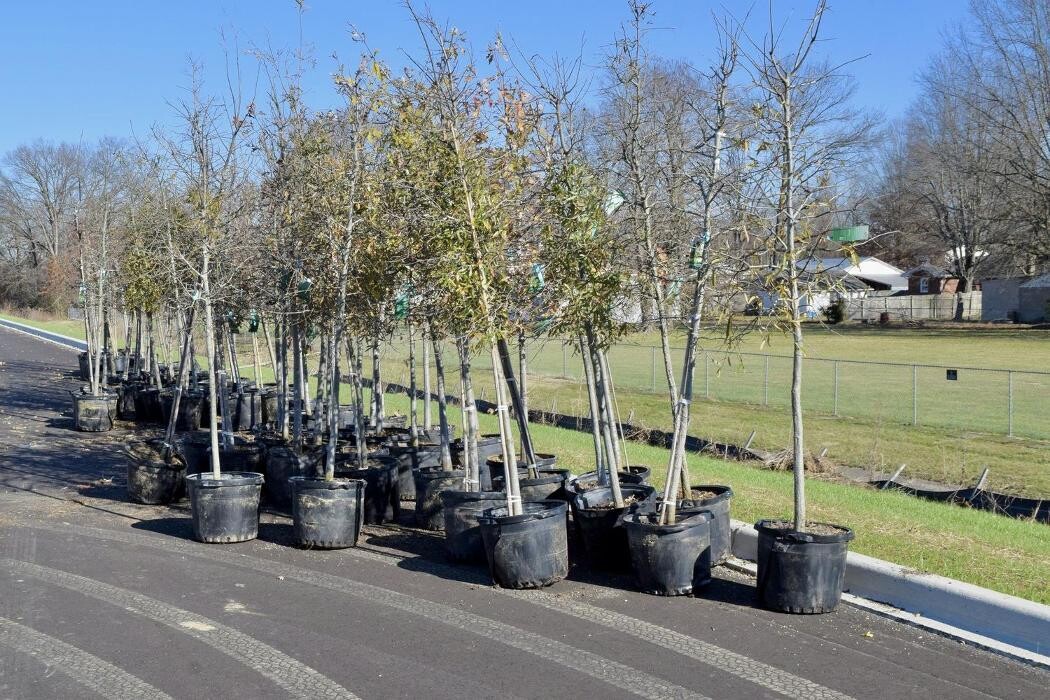 Images Lamb's Lawn Service & Landscaping LLC