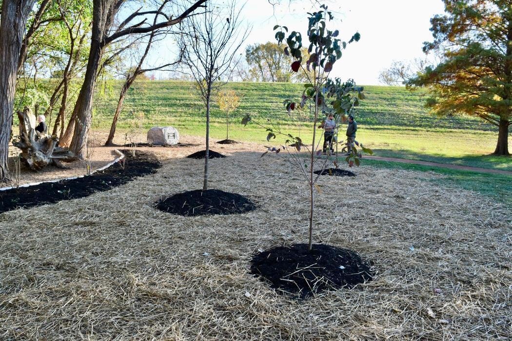 Images Lamb's Lawn Service & Landscaping LLC