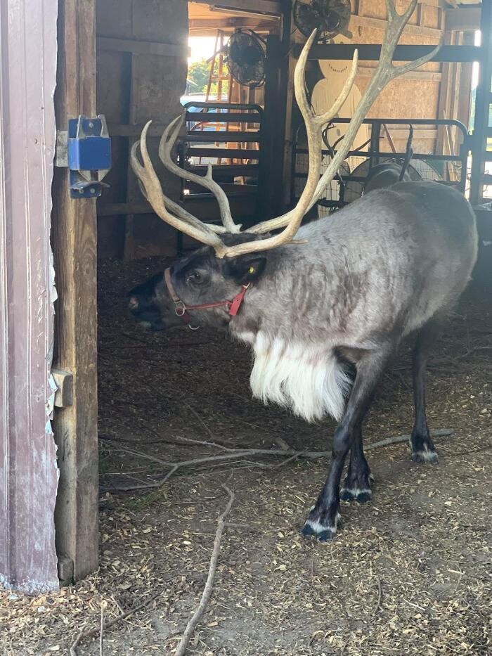 Images Whitetail Acres Nursery, Landscaping, and Reindeer Farm