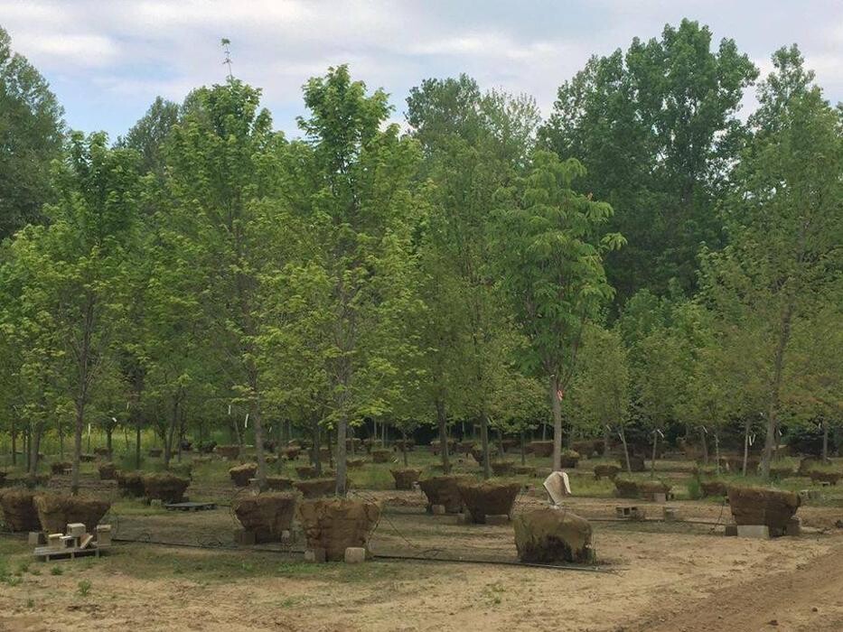 Images Whitetail Acres Nursery, Landscaping, and Reindeer Farm