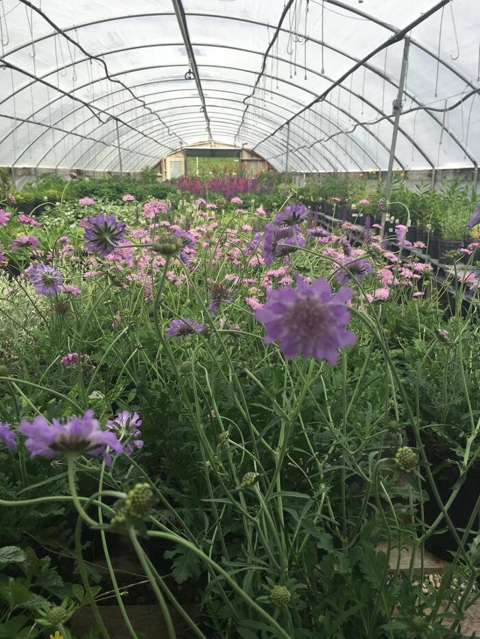 Images Whitetail Acres Nursery, Landscaping, and Reindeer Farm