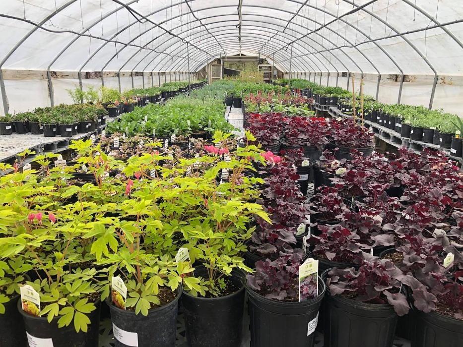 Images Whitetail Acres Nursery, Landscaping, and Reindeer Farm