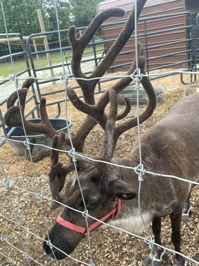 Images Whitetail Acres Nursery, Landscaping, and Reindeer Farm