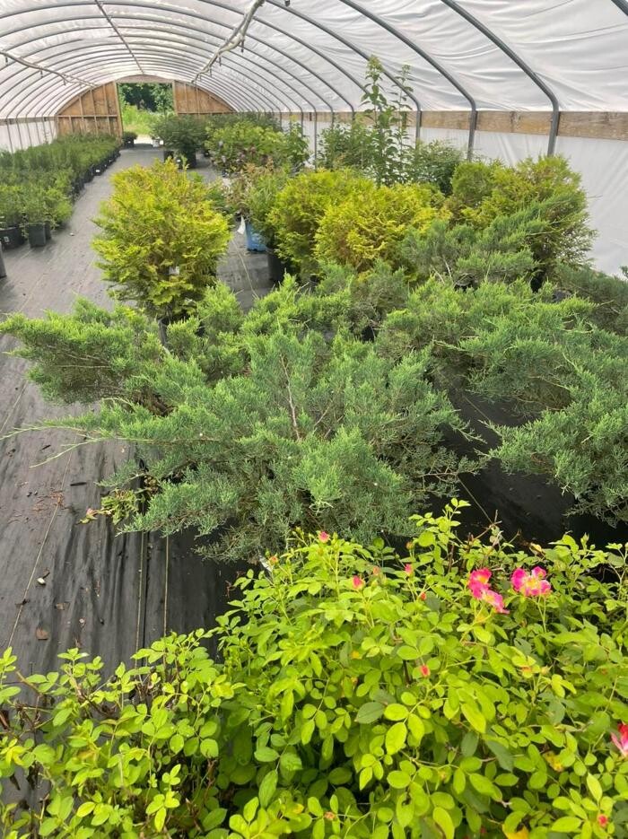 Images Whitetail Acres Nursery, Landscaping, and Reindeer Farm