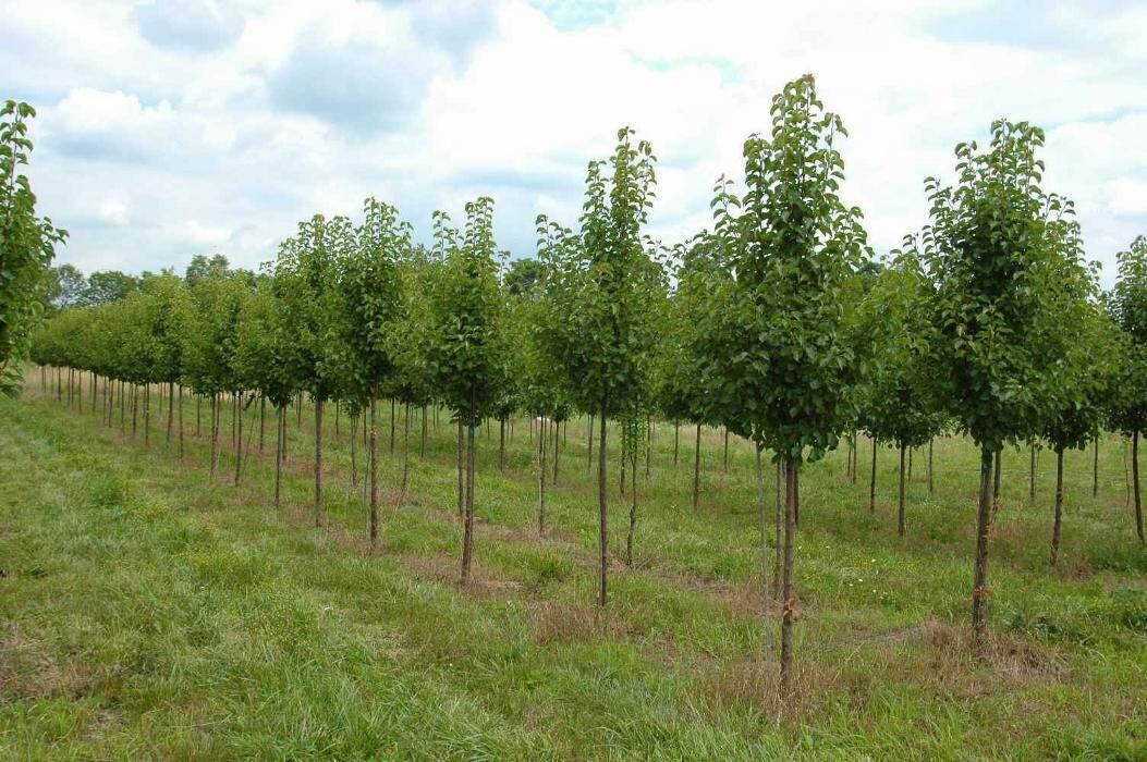 Images Whitetail Acres Nursery, Landscaping, and Reindeer Farm