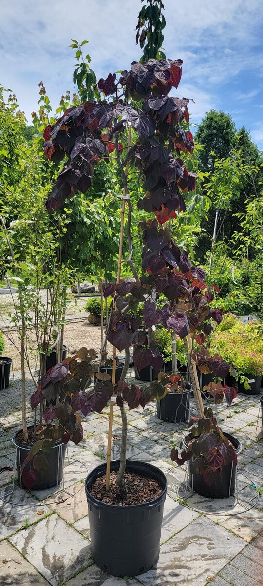 Images Whitetail Acres Nursery, Landscaping, and Reindeer Farm