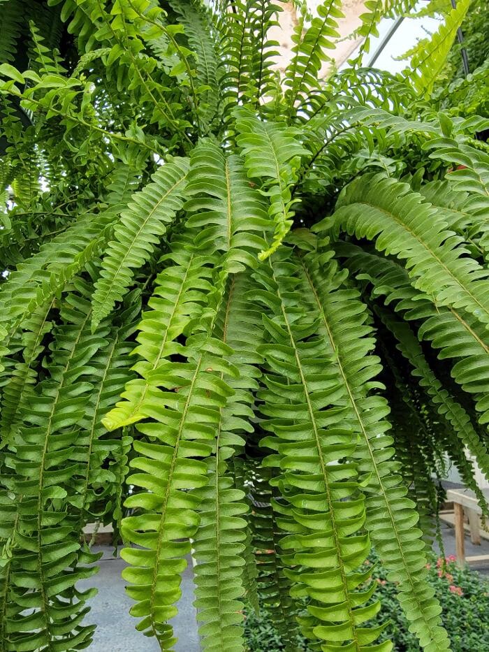 Images Whitetail Acres Nursery, Landscaping, and Reindeer Farm