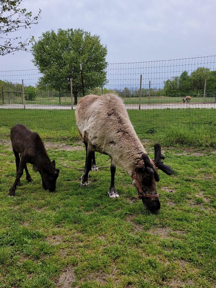 Images Whitetail Acres Nursery, Landscaping, and Reindeer Farm